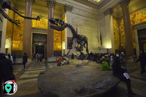 Discovering the New York Museum of Natural History