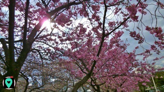 Discovering the Japanese cherry trees of Roosevelt Island